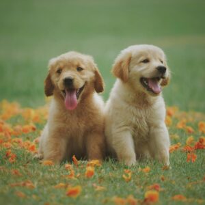 Full Management - 2 Pets