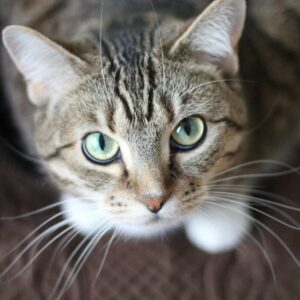 Initial Veterinary Consultation (Up to 20 min)